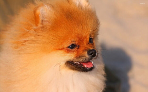 A happy Pomeranian is shown in a close up profile view, HD Desktop Wallpaper