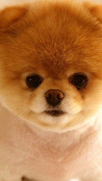 A close up portrait of a cute Pomeranian with fluffy fur and dark eyes, 2K Phone Wallpaper