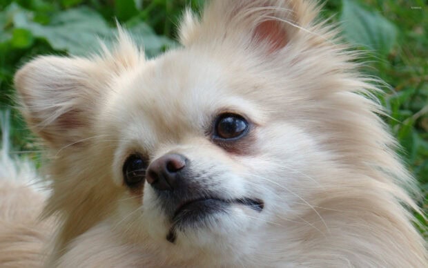 A close up of a cute Pomeranian dog with light fur near green grass, 2K Desktop Wallpaper