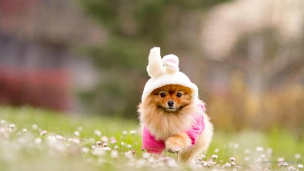A Pomeranian dog wearing a bunny hat and pink clothes walking on grass with flowers, HD Desktop Wallpaper