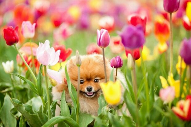 A fluffy Pomeranian is sitting happily among vibrant tulip flowers in the garden, HD Desktop Wallpaper