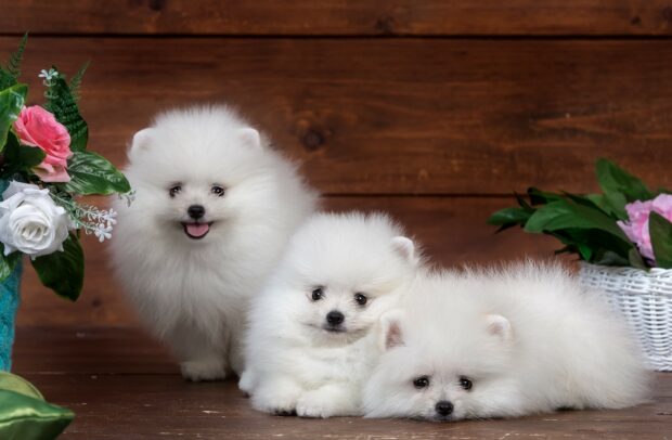 Three fluffy Pomeranian puppies are sitting and lying down on a wooden surface surrounded by flowers, 2K Desktop Wallpaper