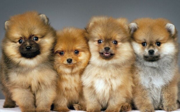 Four fluffy Pomeranian puppies sitting side by side with curious expressions, HD Desktop Wallpaper