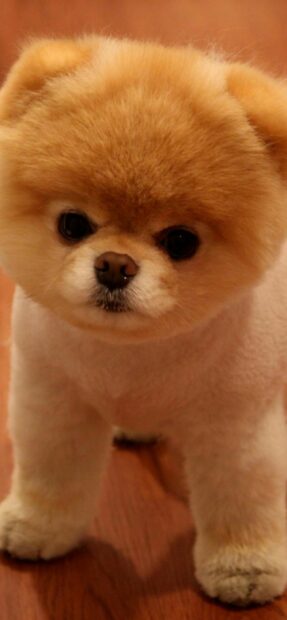 A fluffy Pomeranian puppy is standing on a wooden floor looking at the camera, 2K Phone Wallpaper