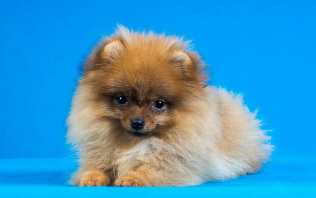 A cute Pomeranian puppy with fluffy fur resting calmly on a blue surface, HD Desktop Wallpaper