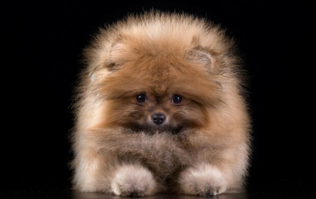 A fluffy Pomeranian puppy looks curious with dark eyes against a black background, HD Desktop Wallpaper