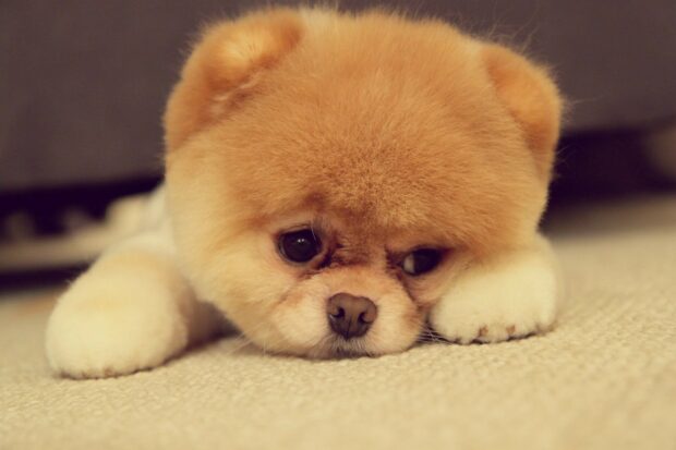 A fluffy Pomeranian resting its head on a carpet with a thoughtful expression, HD Desktop Wallpaper