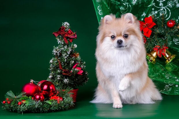 A fluffy Pomeranian dog posing next to decorated Christmas ornaments and a small tree, 2K Desktop Wallpaper