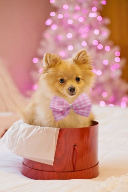 A Pomeranian with a pink bow tie sits inside a red box with blurred pink lights behind, 2K Mobile Wallpaper