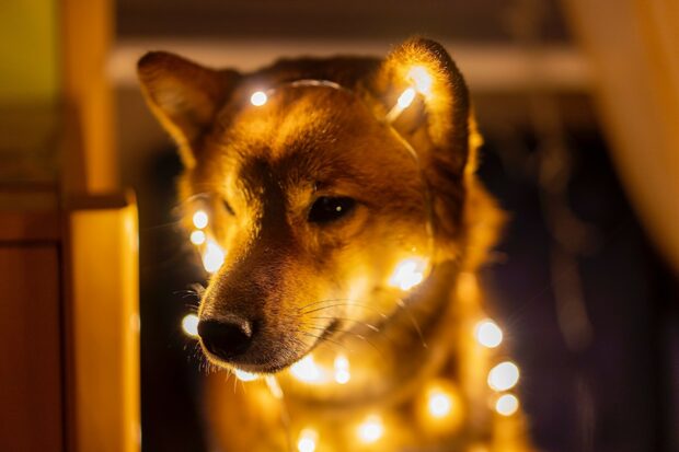 A Shiba Inu with warm glowing fairy lights wrapped around its neck at night, HD Desktop Wallpaper