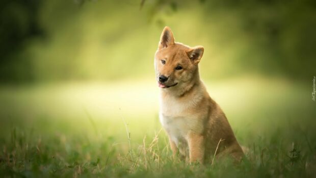 A Shiba Inu dog is sitting on the grass with its head tilted in a sunny outdoor setting, HD Desktop Wallpaper