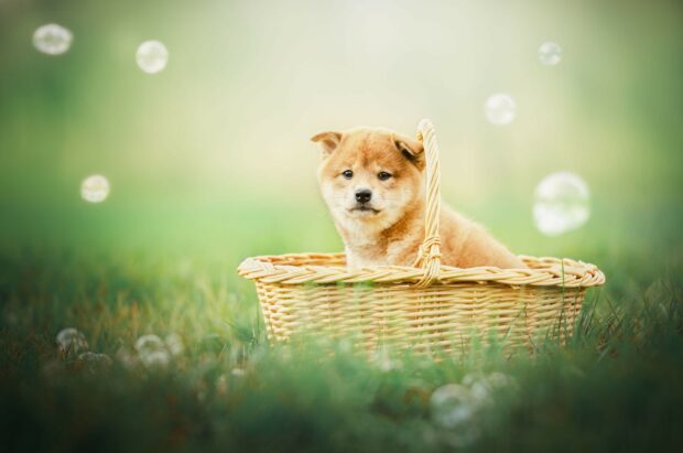 A Shiba Inu puppy sitting calmly in a wicker basket outdoors with bubbles floating around, HD Desktop Wallpaper