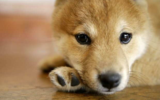 A close up of a Shiba Inu puppy resting its head on the floor showing its detailed fur and eyes, 2K Desktop Wallpaper