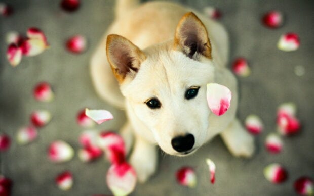 A Shiba Inu dog looks up softly with rose petals floating around it, 2K Desktop Wallpaper