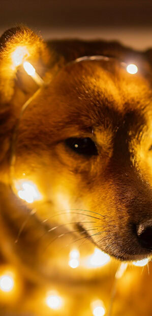 A Shiba Inu surrounded by warm glowing fairy lights in a close up shot, HD Phone Wallpaper