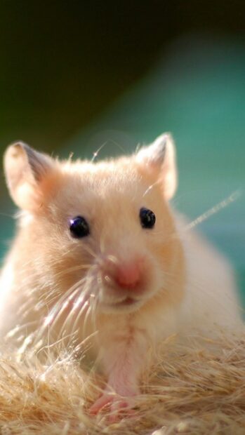 A curious hamster with bright eyes sitting on a natural surface in soft light, HD Mobile Wallpaper
