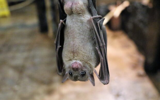 A cute bat is hanging upside down inside a dark cave with a blurred background, HD Desktop Wallpaper