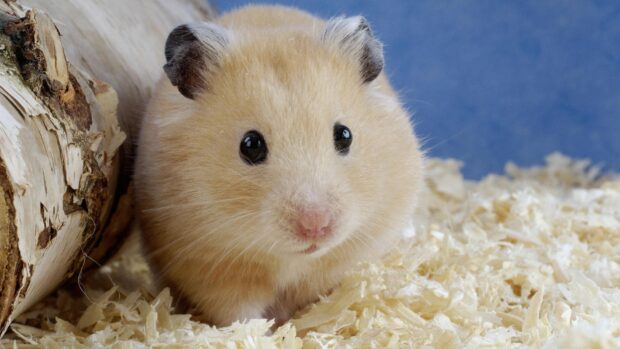 A beige hamster looks curious sitting on wood shavings near a log, HD Desktop Wallpaper