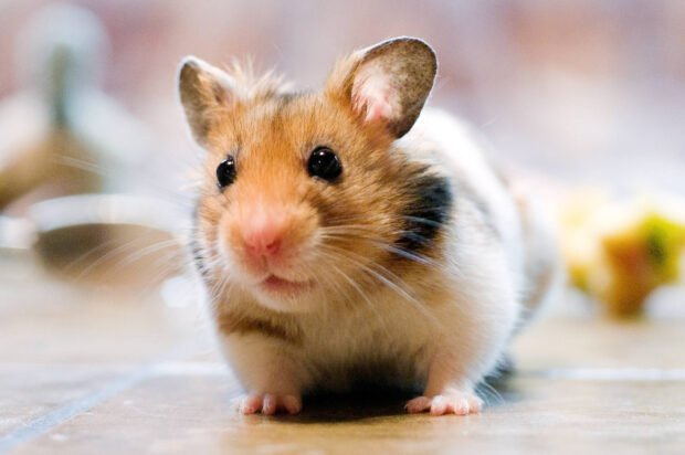 A brown and white hamster is sitting on a wooden floor with bright eyes visible, HD Desktop Wallpaper