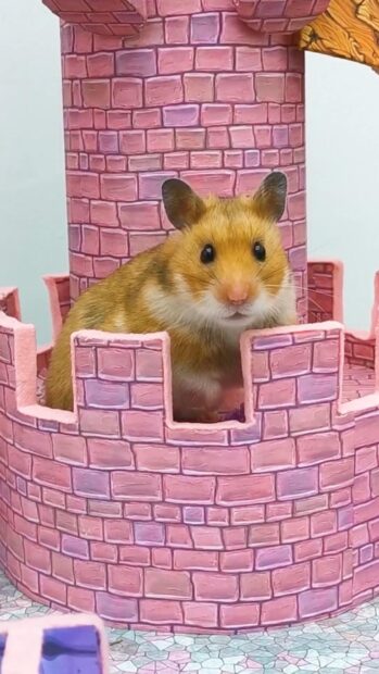 A brown hamster sitting inside a pink toy castle with brick patterns, HD Mobile Wallpaper