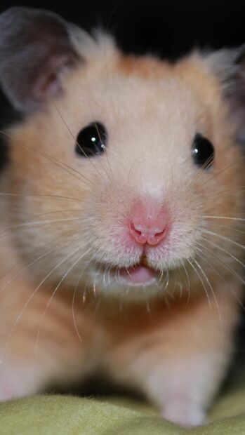 A close up of a hamster showing its pink nose and whiskers, HD Mobile Wallpaper