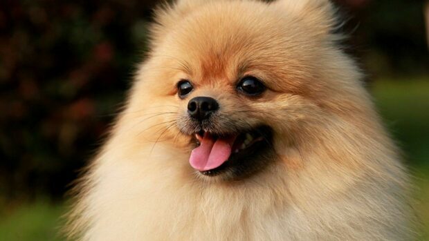A close up of a fluffy Pomeranian dog with its tongue out in a natural setting, HD Desktop Wallpaper