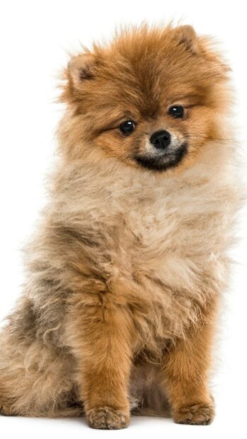 A fluffy Pomeranian dog with a curious expression sits against a white background, HD Mobile Wallpaper