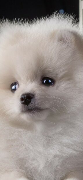 A close up shot of a fluffy Pomeranian puppy with bright eyes, HD Mobile Wallpaper