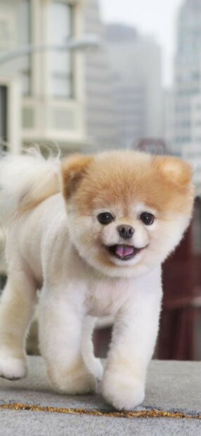 A happy Pomeranian is walking on a sidewalk with buildings blurred in the background, HD Mobile Wallpaper