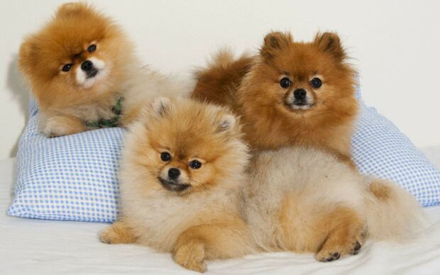 Three Pomeranian dogs are resting on a pillow and blanket indoors, 2K Desktop Wallpaper