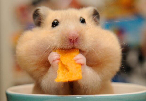 A hamster is holding and nibbling on a bright orange carrot slice, HD Phone Wallpaper