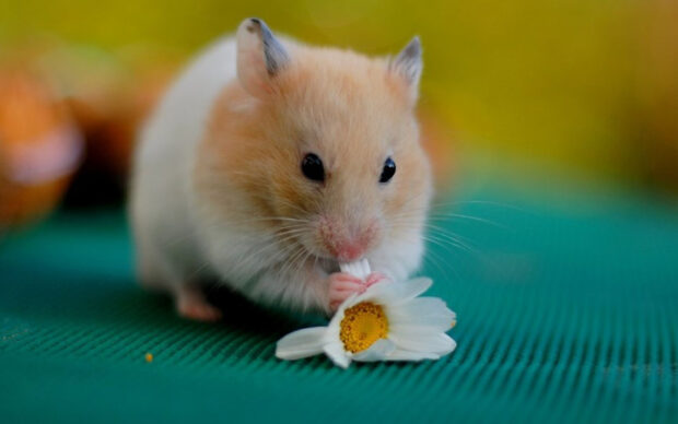 A small hamster is holding and nibbling on a white daisy petal, HD Desktop Wallpaper