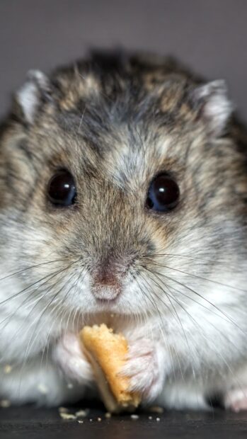 A close up of a hamster eating a biscuit with detailed fur and whiskers, HD Mobile Wallpaper