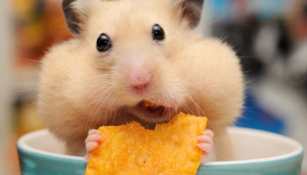 A hamster is holding and eating a crunchy snack with its tiny hands, HD Desktop Wallpaper