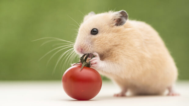 A beige hamster is nibbling on a fresh red tomato in a close up shot, HD Desktop Wallpaper
