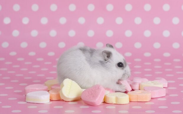 A fluffy hamster is nibbling on pastel heart shaped candies with a pink polka dot background, HD Desktop Wallpaper