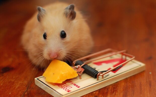 A hamster is nibbling on a piece of cheese placed on a mousetrap, HD Desktop Wallpaper