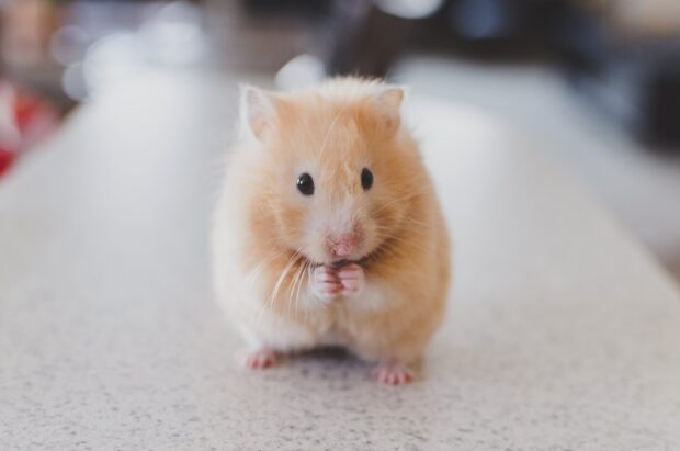 A cute hamster eating food with its tiny paws, 2K Desktop Wallpaper