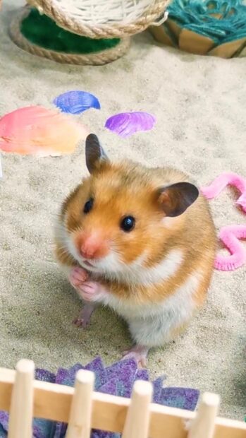 A small hamster is standing on sand with colorful decorations, HD Mobile Wallpaper