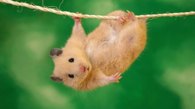 A fluffy hamster is hanging on a rope with a green blurred background, 4K Desktop Wallpaper