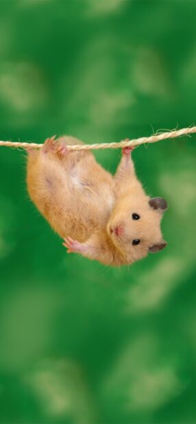 A small hamster is hanging on a rope with a green blurred background in this image, HD Phone Wallpaper