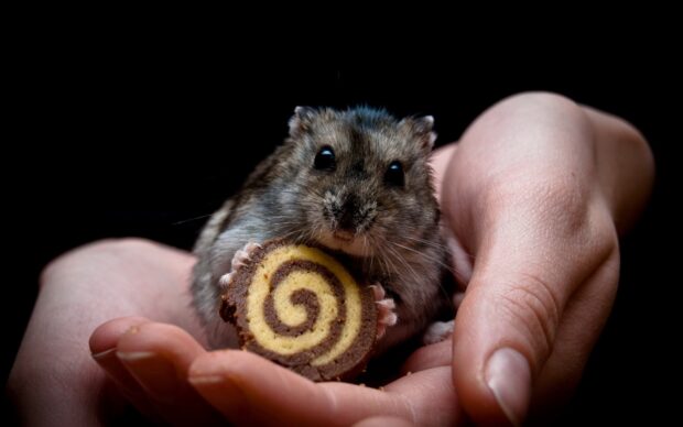A hamster holding a spiral cookie in human hands looks at the camera, HD Mobile Wallpaper