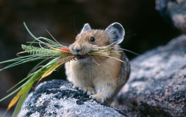 A brown hamster is sitting on a rock holding grass in its mouth, HD Desktop Wallpaper