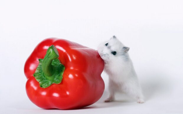 A white hamster is standing beside a red bell pepper on a white background, HD Desktop Wallpaper