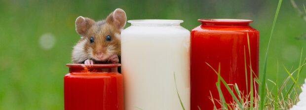 A curious hamster peeks between three jars placed on the grass, 2K Desktop Wallpaper
