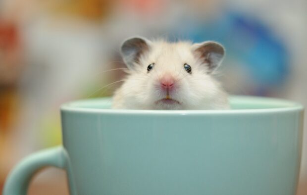 A small hamster is peeking out from a light blue cup with a colorful background, HD Desktop Wallpaper