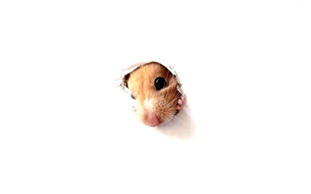 A small hamster peeks through a torn white paper with curious eyes, HD Desktop Wallpaper
