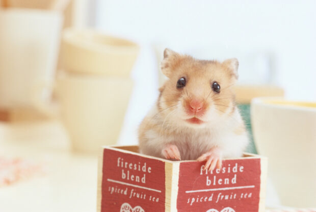 A curious hamster sits inside a red fireside blend tea box looking forward, HD Desktop Wallpaper