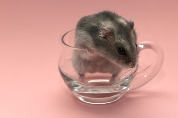 Cute hamster sitting inside a glass cup on a pink surface with soft lighting showing hamster wallpapers, 2K Desktop Wallpaper