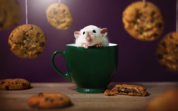 A small hamster peeking out from a green cup surrounded by cookies, HD Desktop Wallpaper